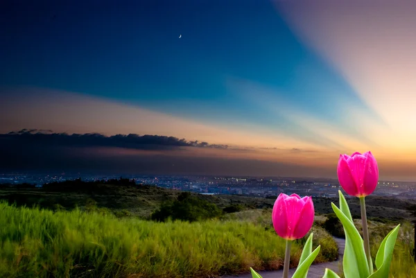Färsk våren tulpaner med fin bakgrund — Stockfoto