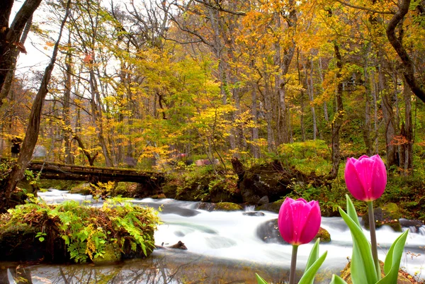 素敵な背景と新鮮な春のチューリップ — ストック写真