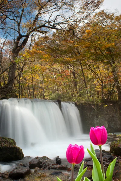 素敵な背景と新鮮な春のチューリップ — ストック写真