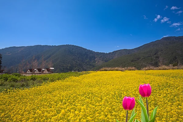 stock image Fresh spring tulips with nice background