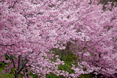 Cherry blossoms in full bloom clipart