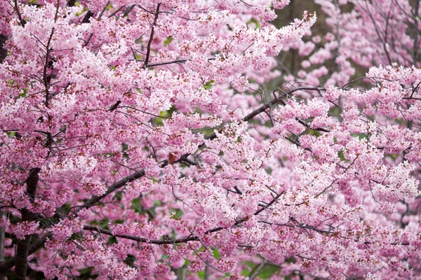 Flores de cerezo en plena floración —  Fotos de Stock