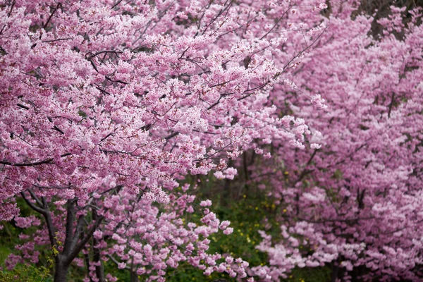 Flores de cerezo en plena floración — Foto de Stock