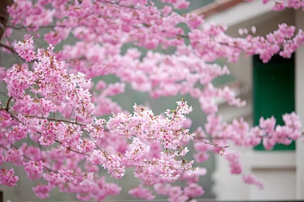 Fiori di ciliegio in piena fioritura — Foto Stock