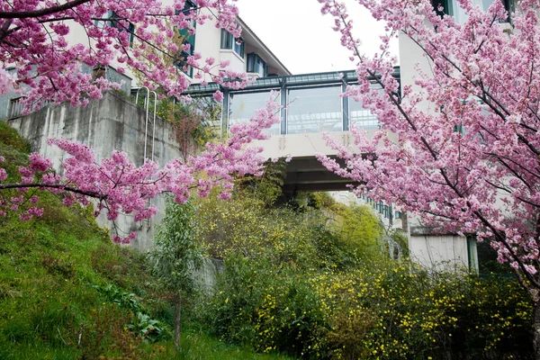 Цветение сакуры в полном расцвете — стоковое фото