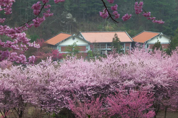 Цветение сакуры в полном расцвете — стоковое фото