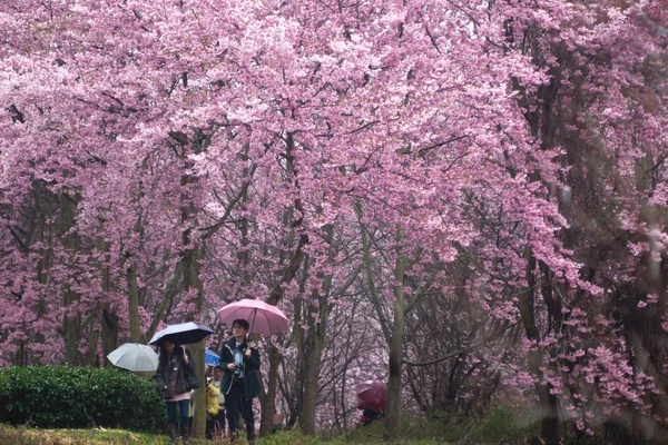 벚꽃 이 활짝 피다 — 스톡 사진