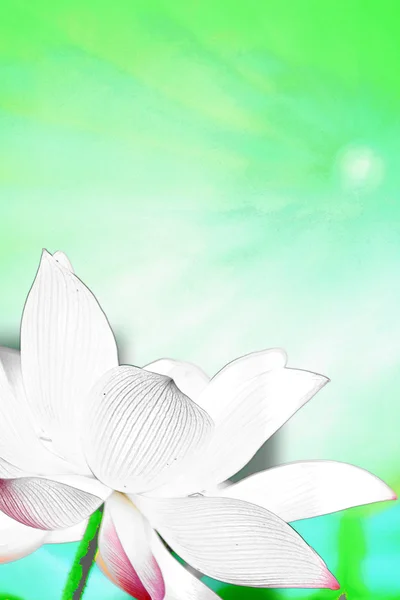 Beautiful Lotus Beautiful Lotus — Stock Photo, Image