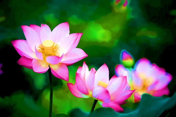 Prachtige lotus prachtige lotus — Stockfoto