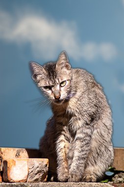 minyatür güzel mavi gökyüzü ile kedi