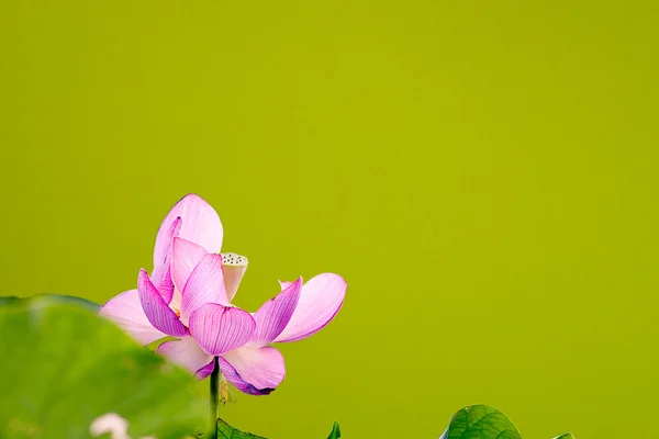 Schöner Lotus — Stockfoto