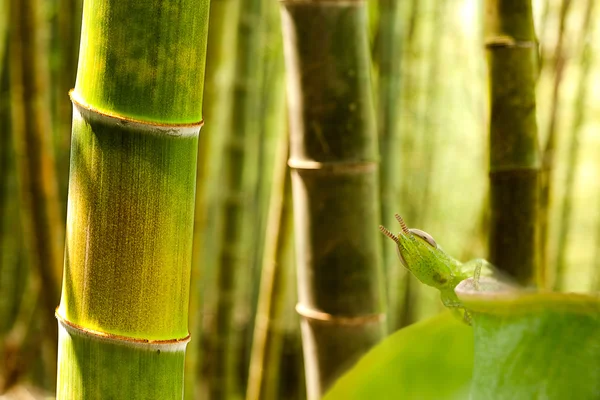 Gafanhoto em pé sobre bambu — Fotografia de Stock