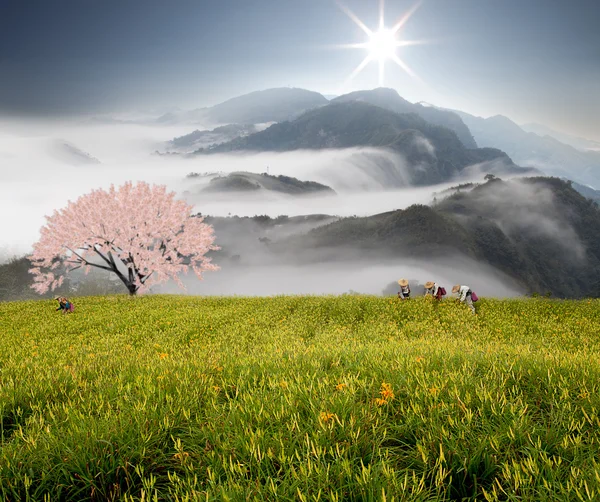 Nuvole drammatiche con albero di montagna e sakura — Foto Stock