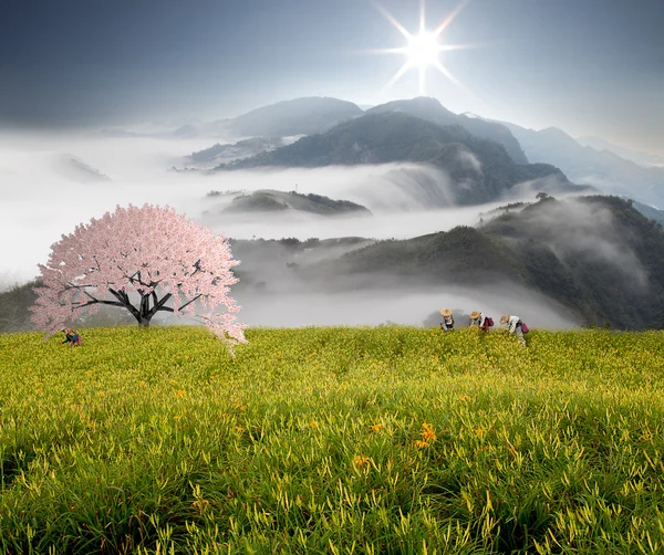 Nuages dramatiques avec montagne et sakura — Photo