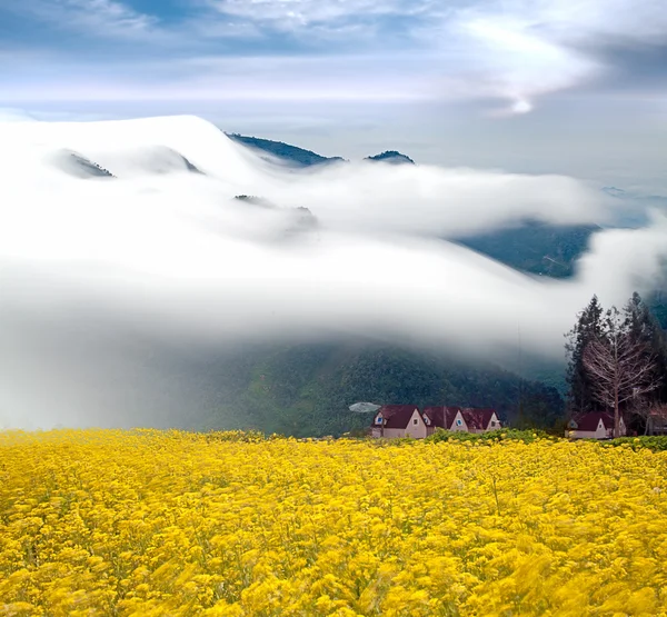 山と菜の花のフィールドと劇的な雲 — ストック写真