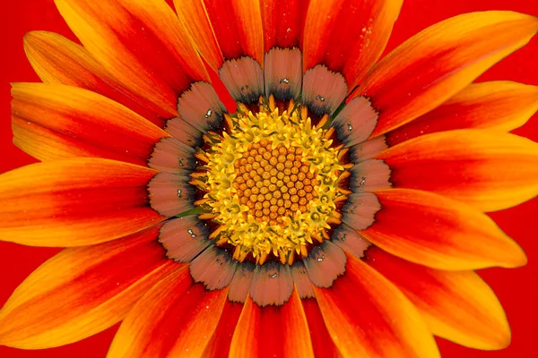 Деталь красивої хризантеми — стокове фото