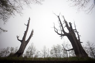 Couple tree in Alishan, Taiwan clipart