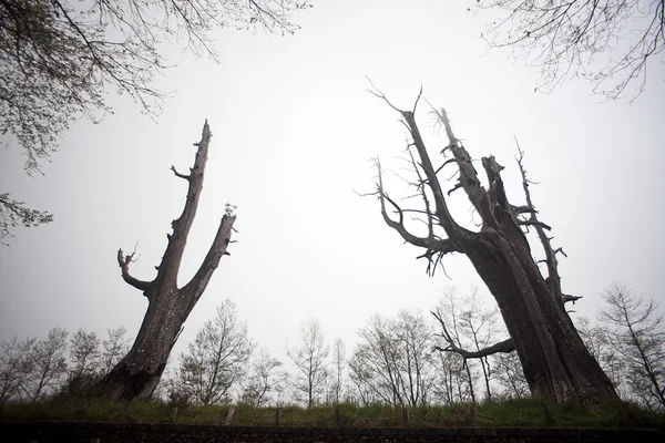 stock image Couple tree in Alishan, Taiwan