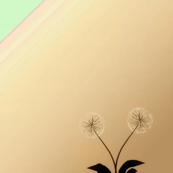 Dandelion untuk latar belakang atau tekstur — Stok Foto