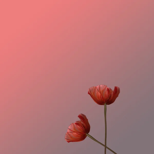 Тюльпан для фона или текстуры — стоковое фото