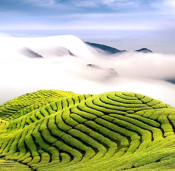 Dramatic clouds and tea garden — Stock Photo, Image