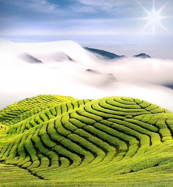 Nuvens dramáticas e jardim de chá — Fotografia de Stock