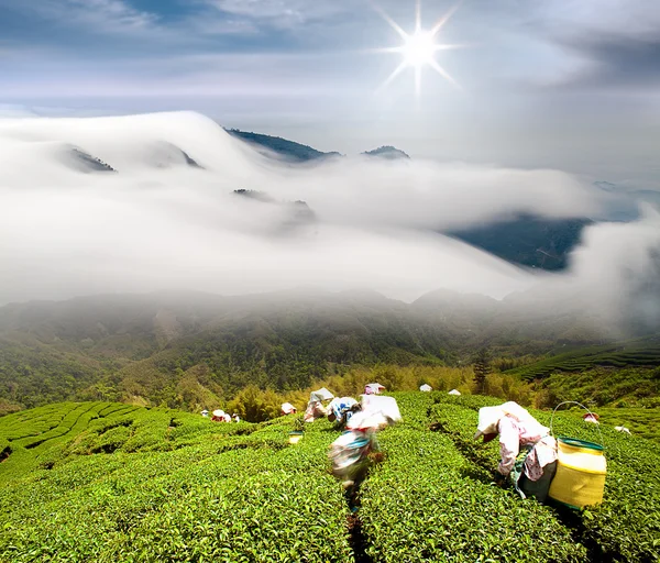 戏剧性的云层和茶花园 — 图库照片