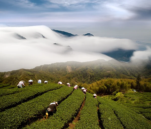 stock image Dramatic clouds and tea garden