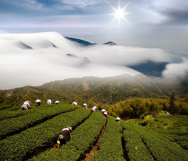 stock image Dramatic clouds and tea garden