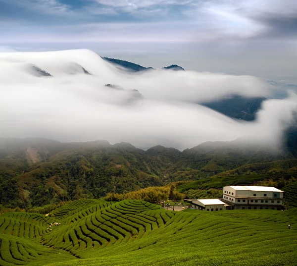 Nuvole drammatiche e giardino del tè — Foto Stock
