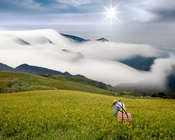 Драматичні хмари і квітка лілії — стокове фото