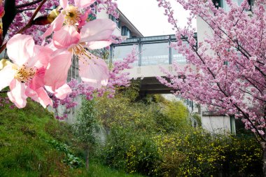 Sakura arka plan veya doku kullanmak için