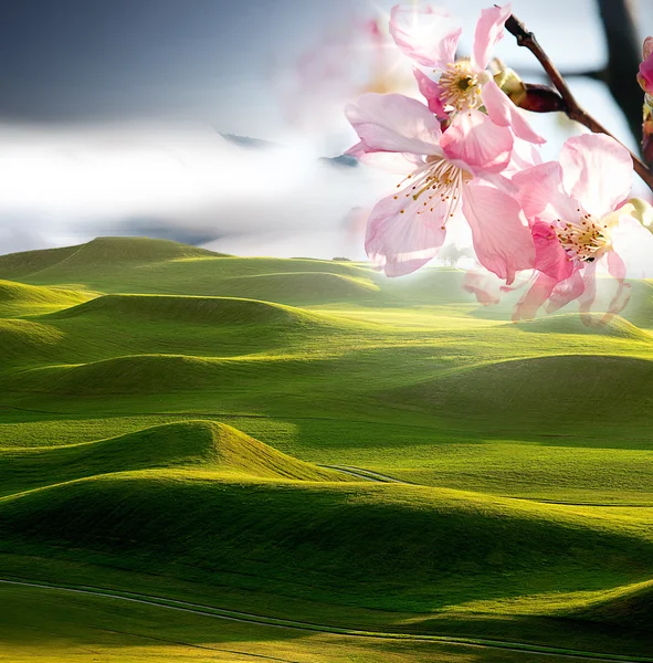 Nice golf place with sakura flower — Stock Photo, Image