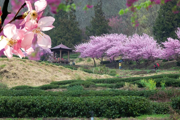 Sakura för bakgrund eller konsistens — Stockfoto