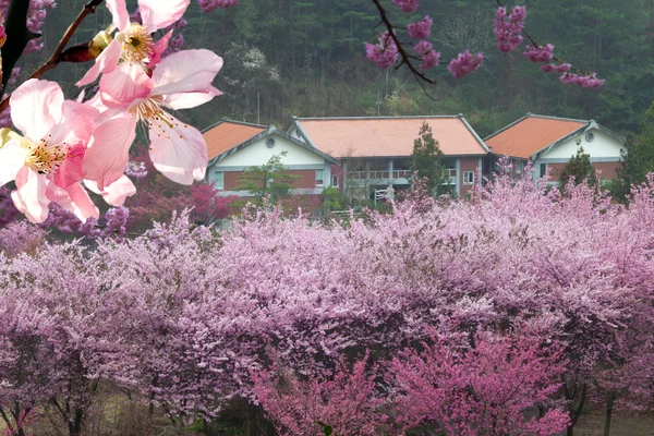 Sakura pour utilisation de fond ou de texture — Photo