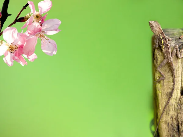 素敵な緑の背景とトカゲ装飾的な桜 — ストック写真