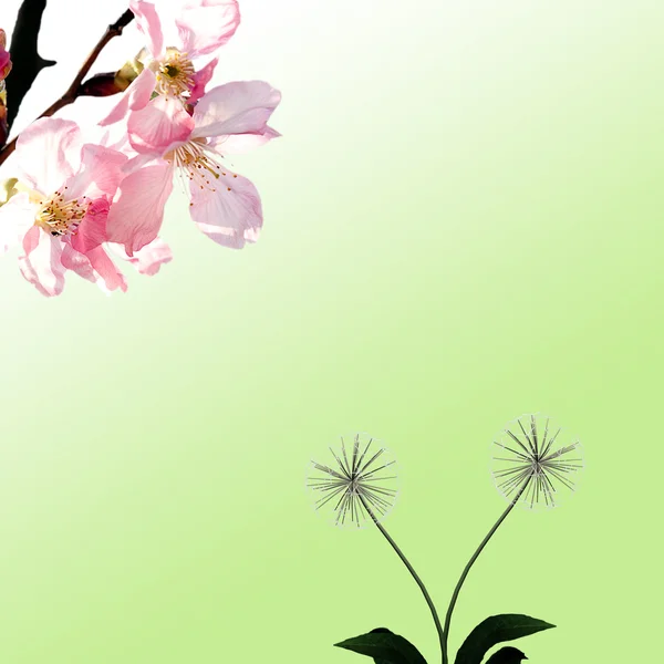 Cherry en paardebloem voor de achtergrond of textuur gebruiken — Stockfoto