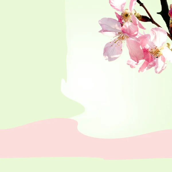Sakura voor achtergrond of textuur gebruik — Stockfoto