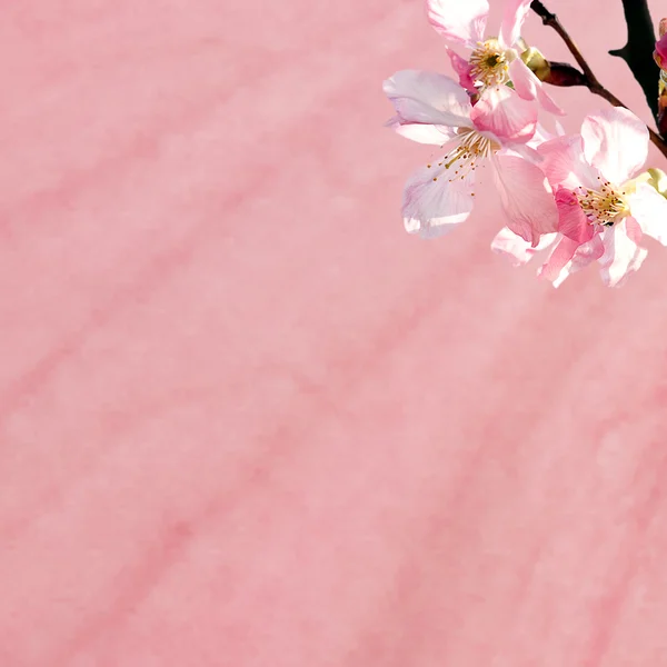 Sakura per uso di sfondo o texture — Foto Stock