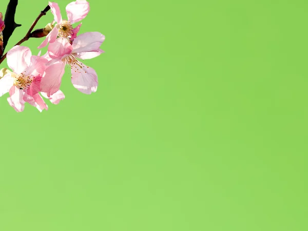 Sakura para uso de fondo o textura —  Fotos de Stock