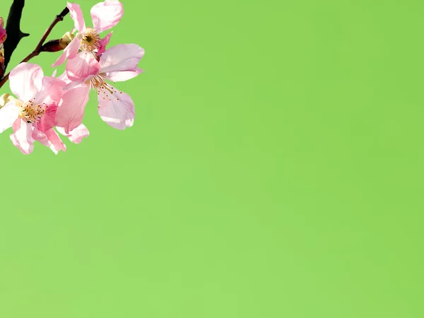 Stock image Sakura for background or texture use