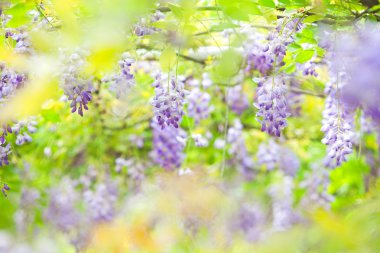 Wisteria floribunda with nice color clipart