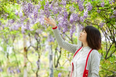 Wisteria floribunda with nice color clipart