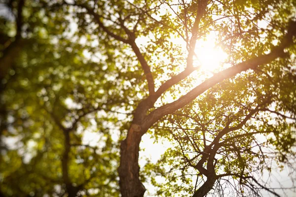 stock image Tilt-shift nature