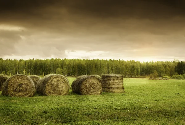 Bales of Hay — Free Stock Photo