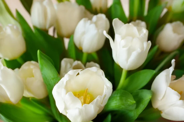 Tulipani bianchi sfondo — Foto Stock