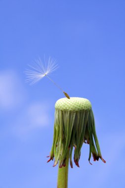 Dandelion seed - endurance clipart