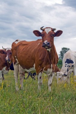 Milk cows clipart