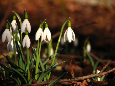 Galanthus nivalis