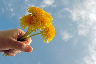 Sarı dandelions